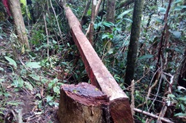WCS Welcomes Madagascar’s New Commitment to Halt Rosewood Trafficking